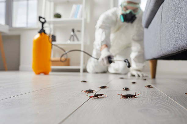 Trusted Termite Control service in East Highland Park, VA - Nex Pest Control